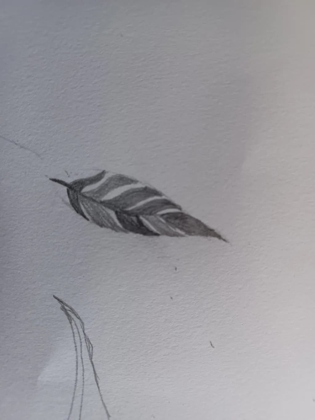 Feather Sketch