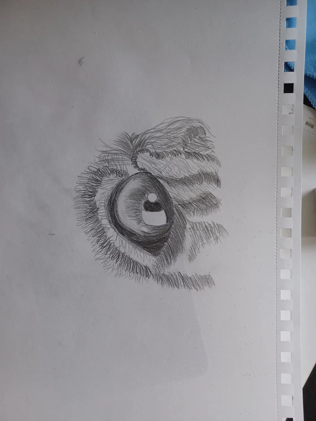 Tiger's Gaze