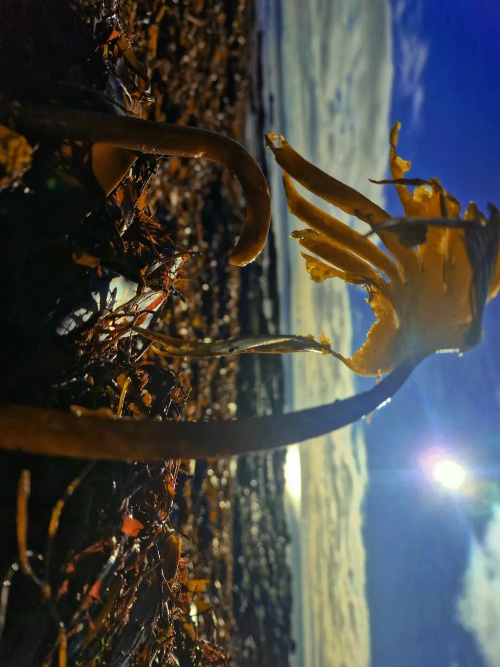 Kelp Horizon