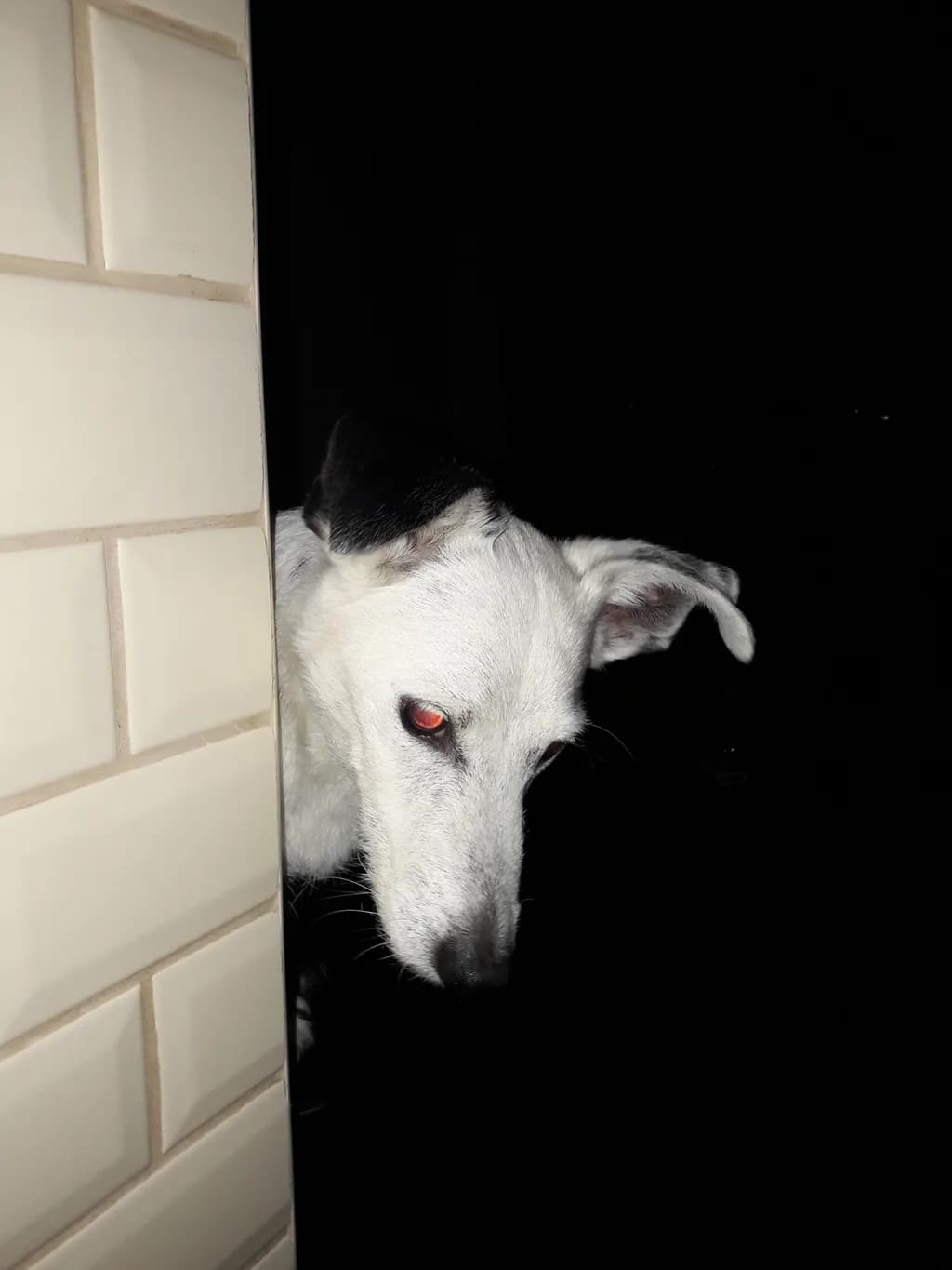 Curious Canine
