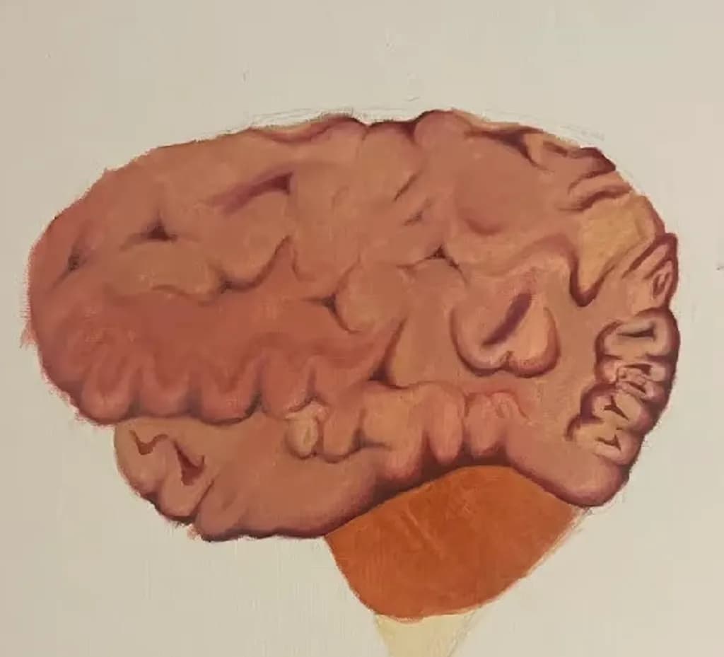 Cerebral Study