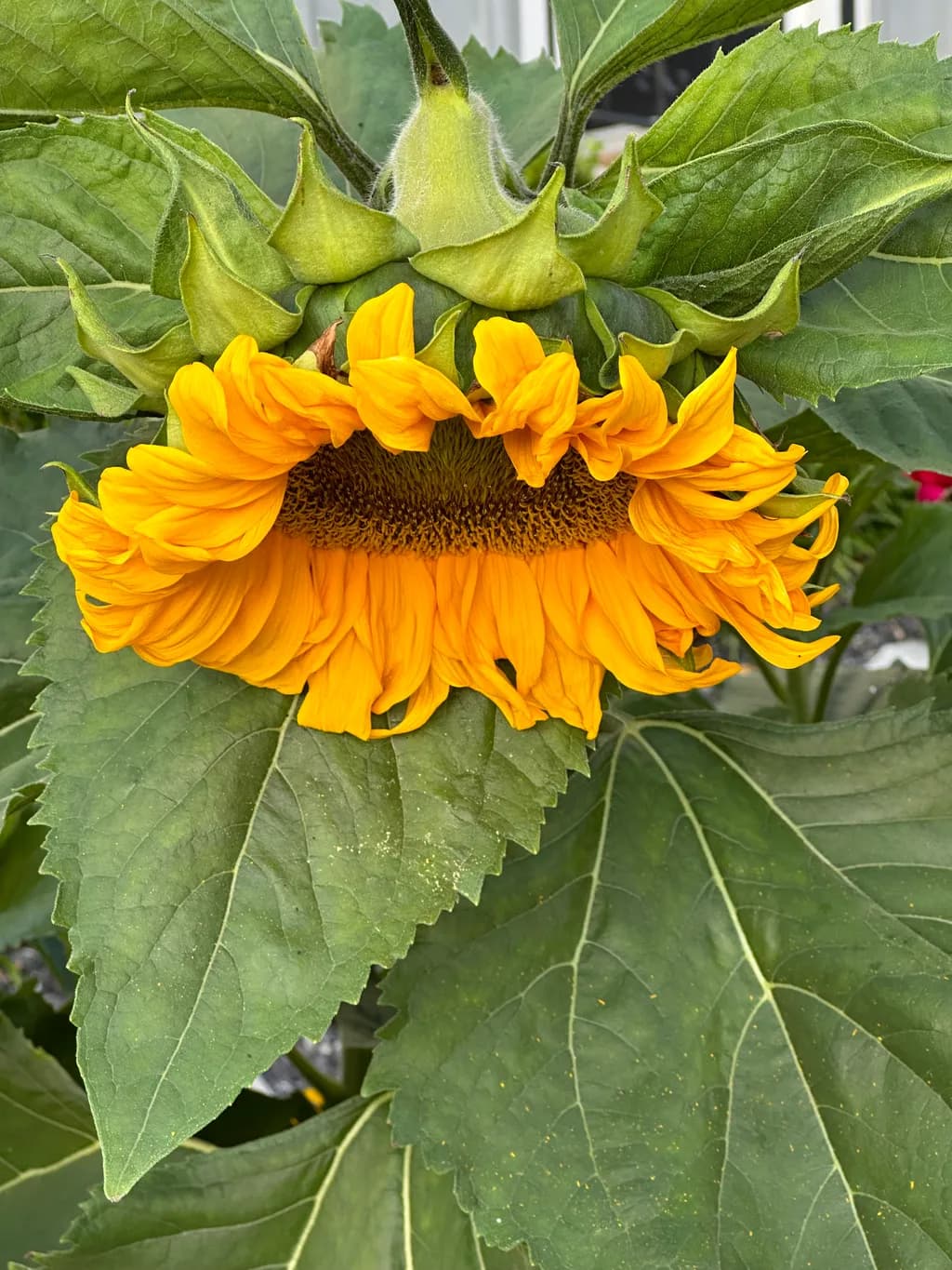 Golden Sunflower Delight
