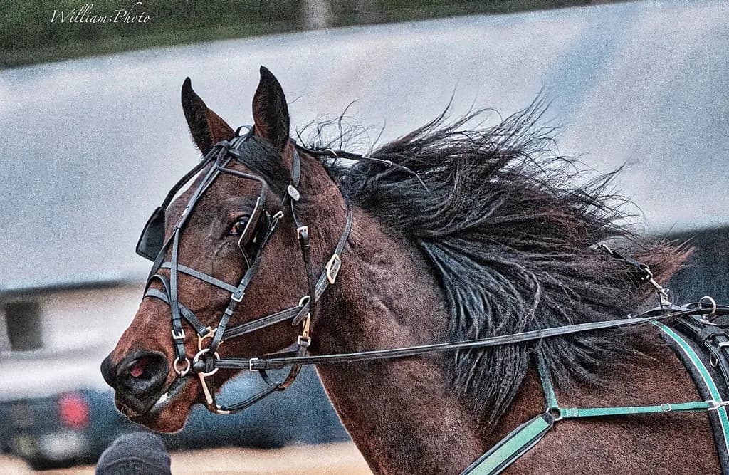 Majestic Motion