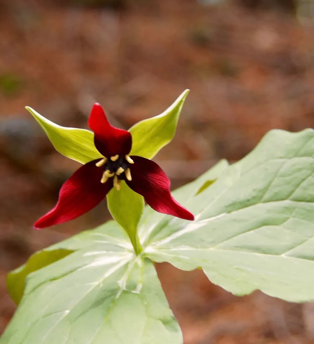 Crimson Bloom