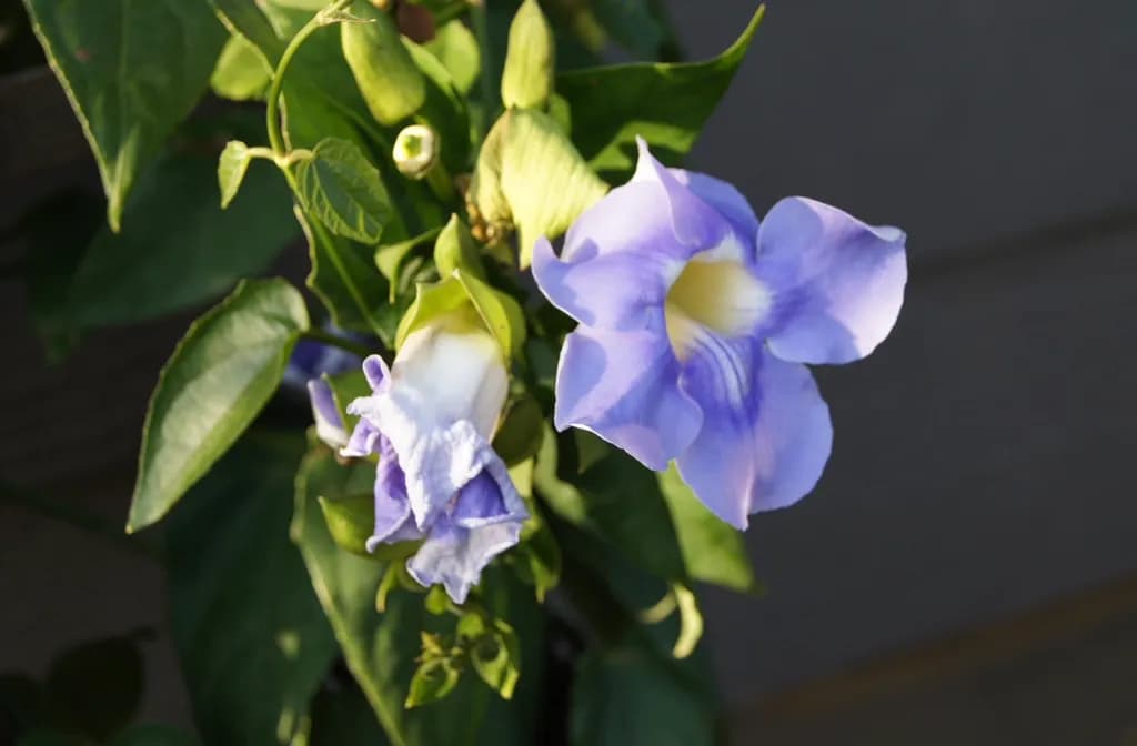 Blue Blossom