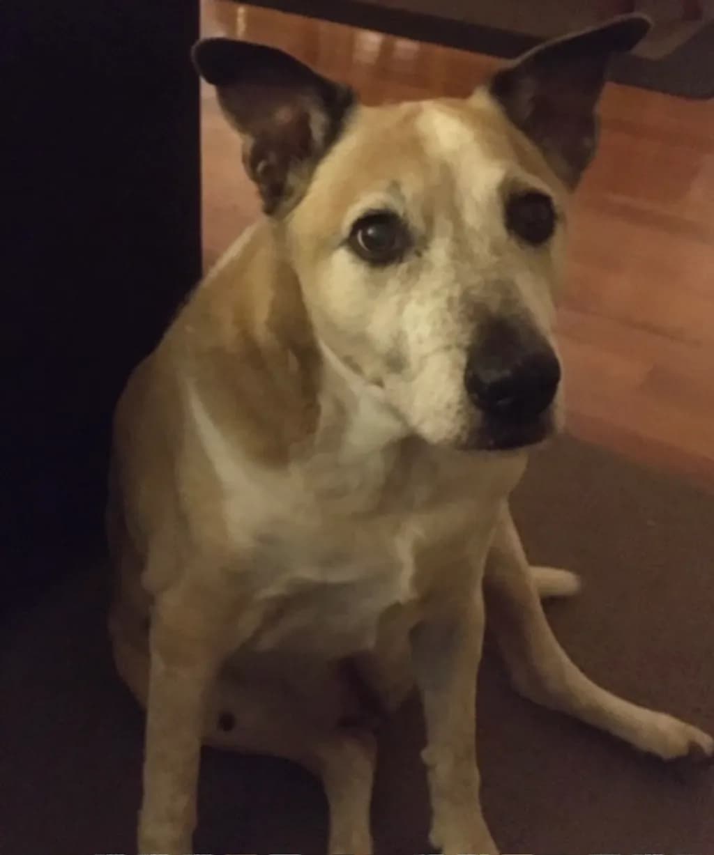 Gentle Companion