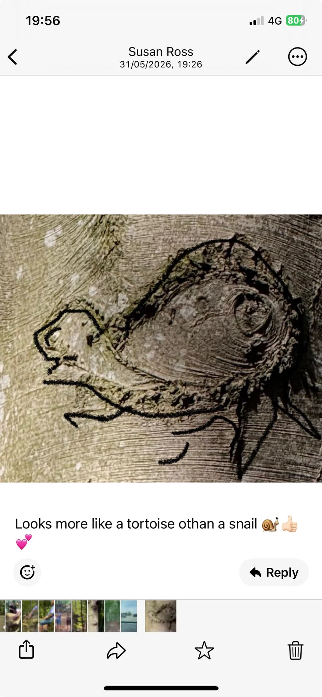 Tortoise Bark Carving