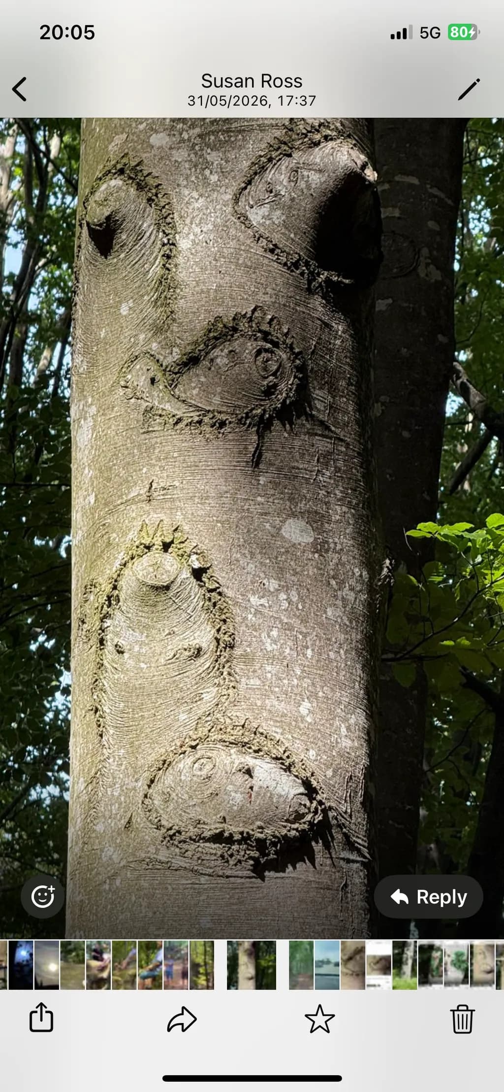 Tree Knots Close-up