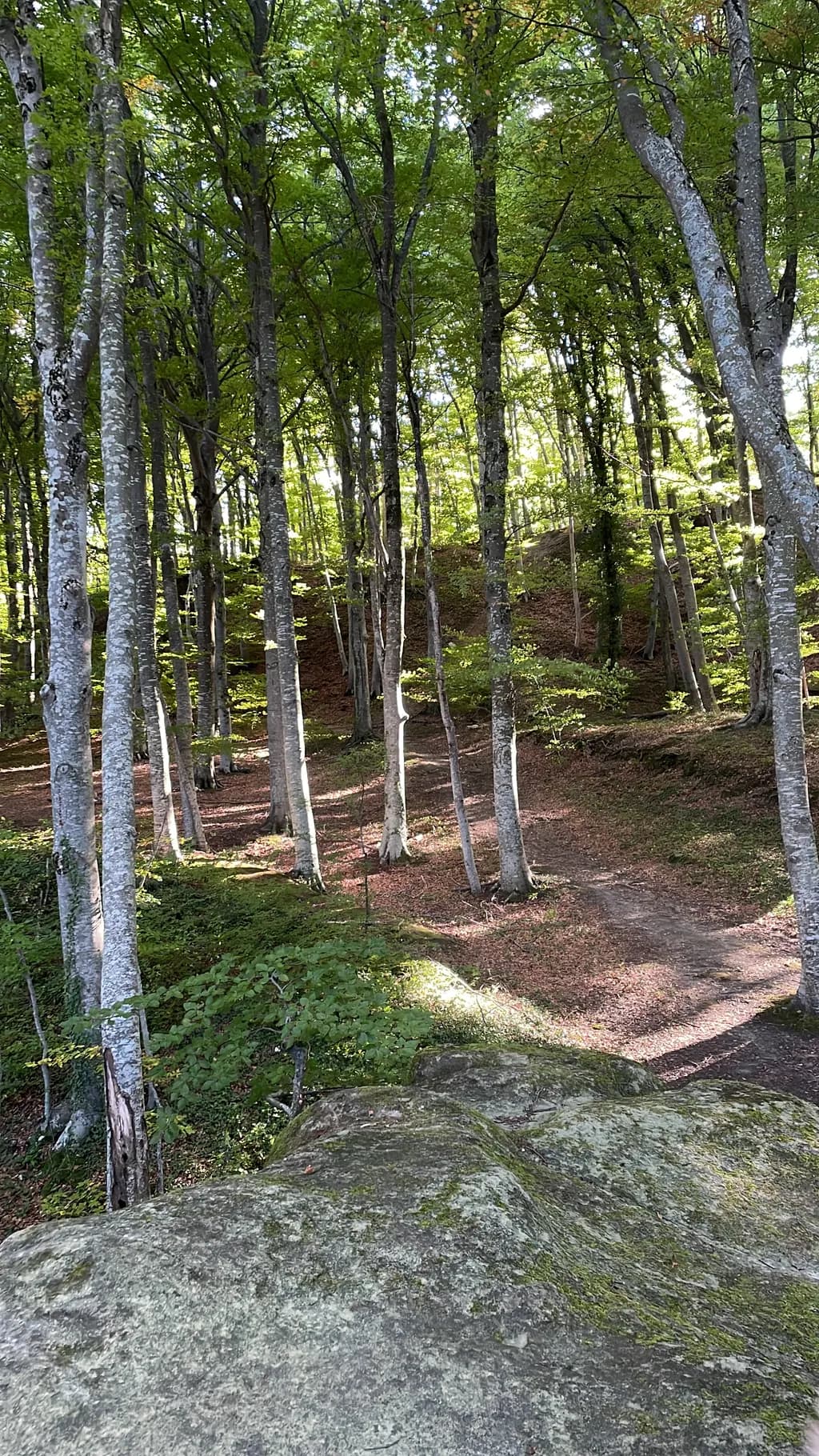 Tranquil Pathway of Serenity light and shadows the calm 