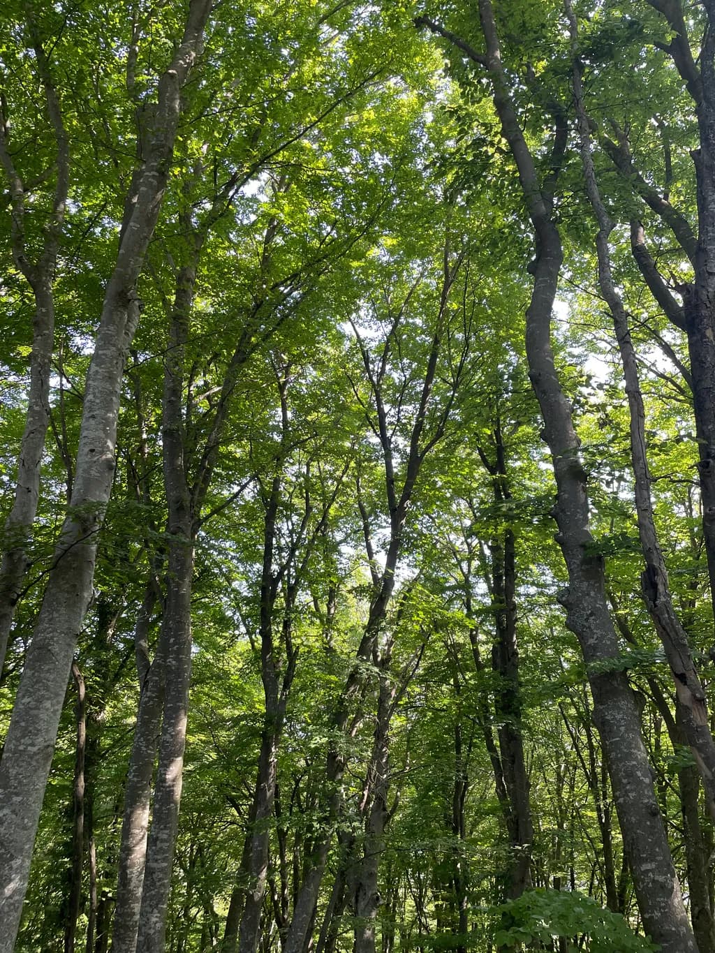 Forest Canopy Serenity