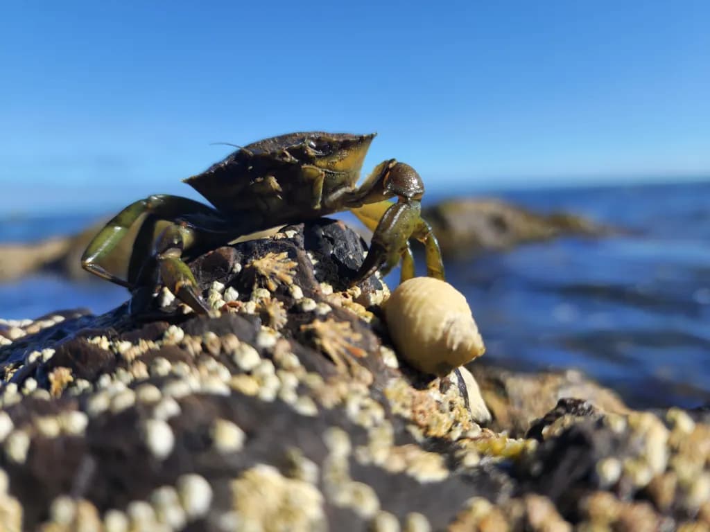 Coastal Crab