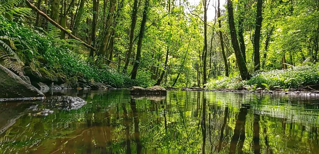 Forest Reflection
