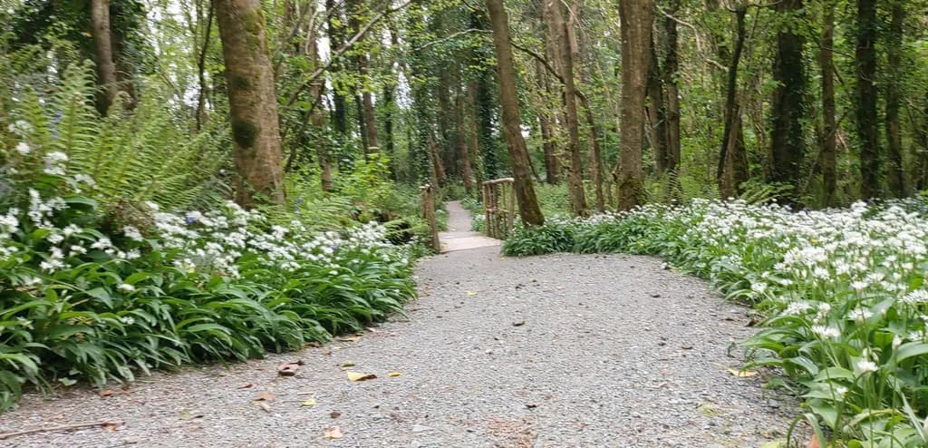 Forest Pathway