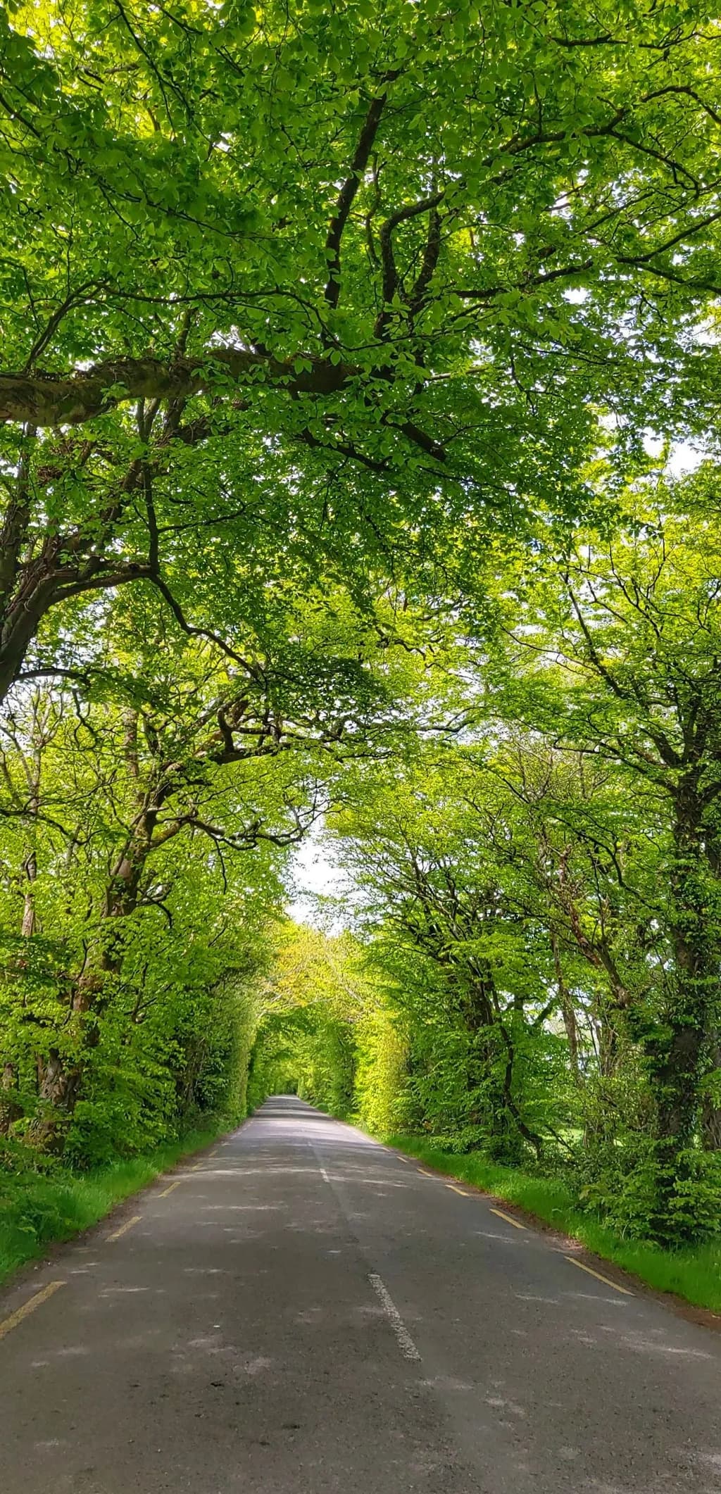 Green Canopy Road