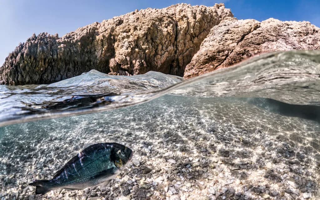 Underwater Serenity