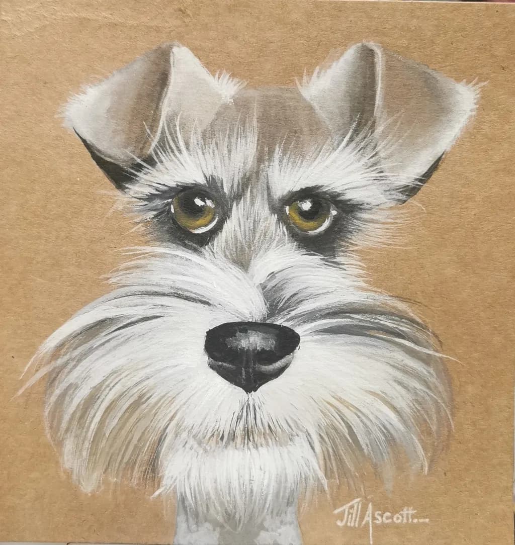 Focused Schnauzer