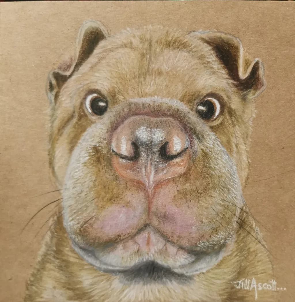 Curious Snout