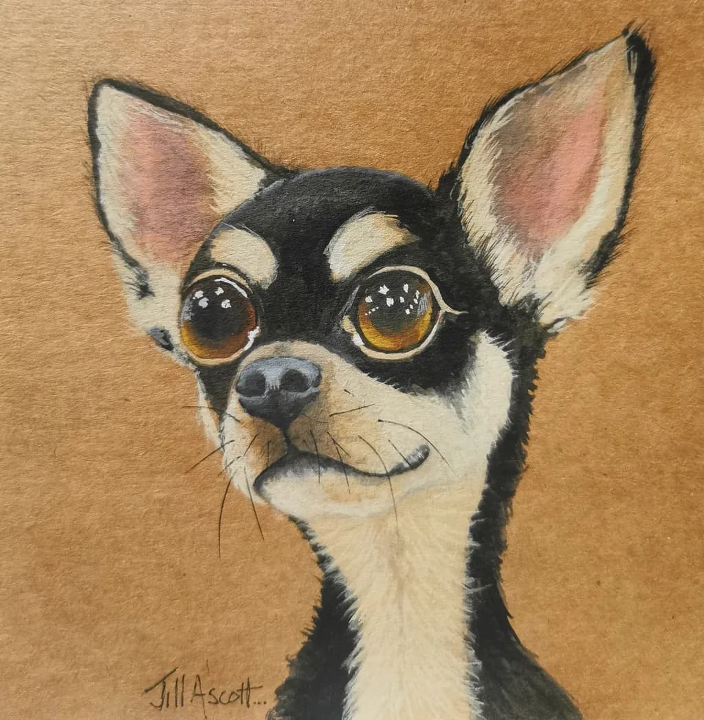 Wide-Eyed Chihuahua