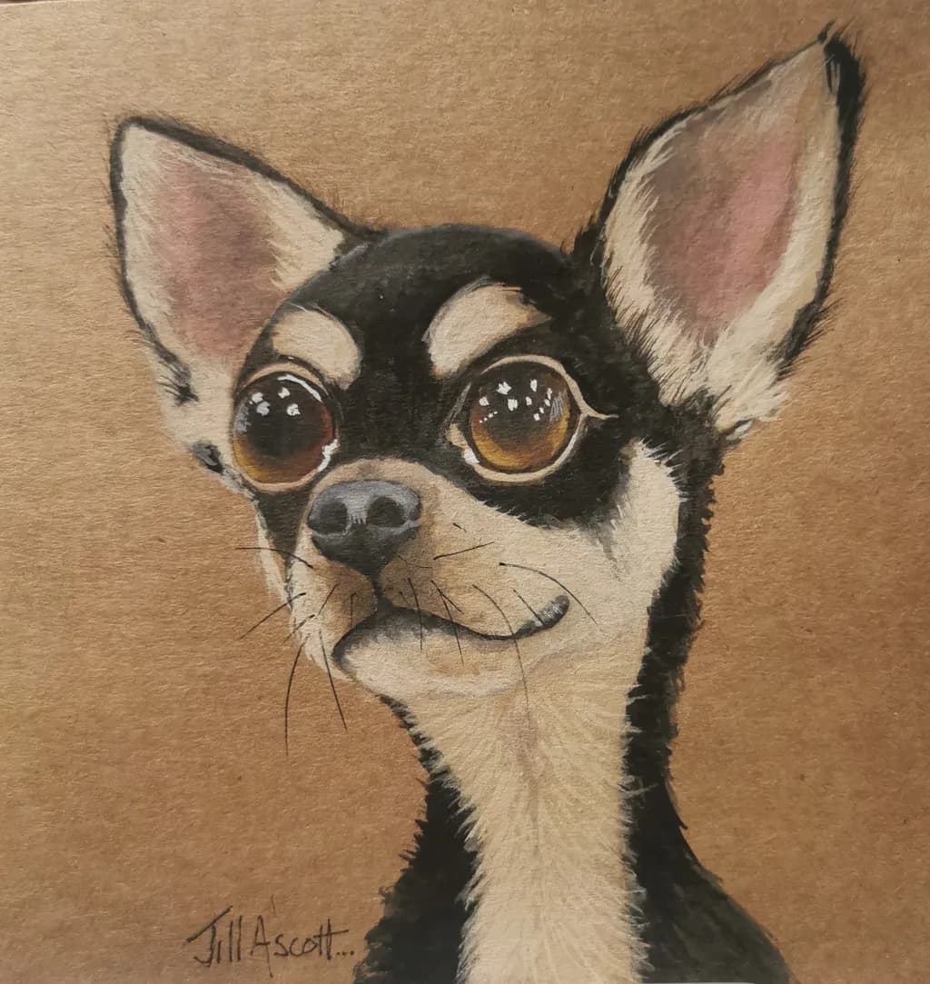 Big-Eyed Chihuahua