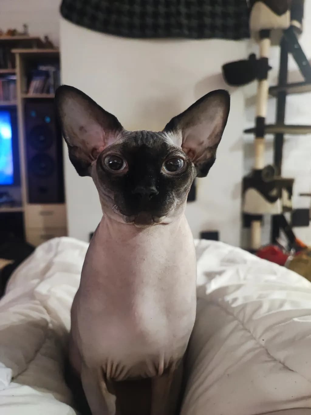 Curious Companion
