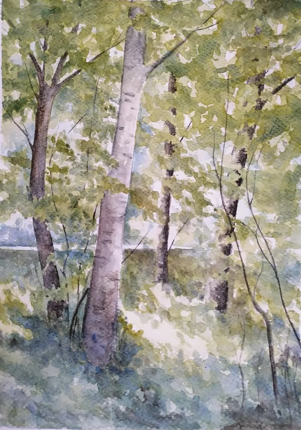 Tranquil Forest Glade