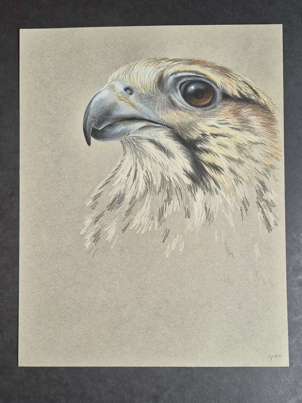 Hawk Portrait