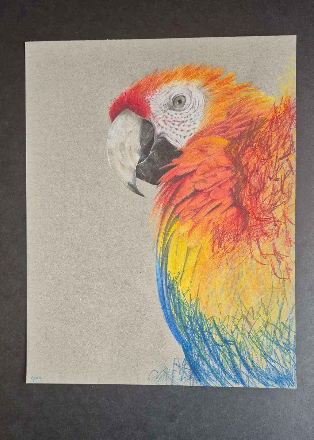 Colorful Parrot Portrait