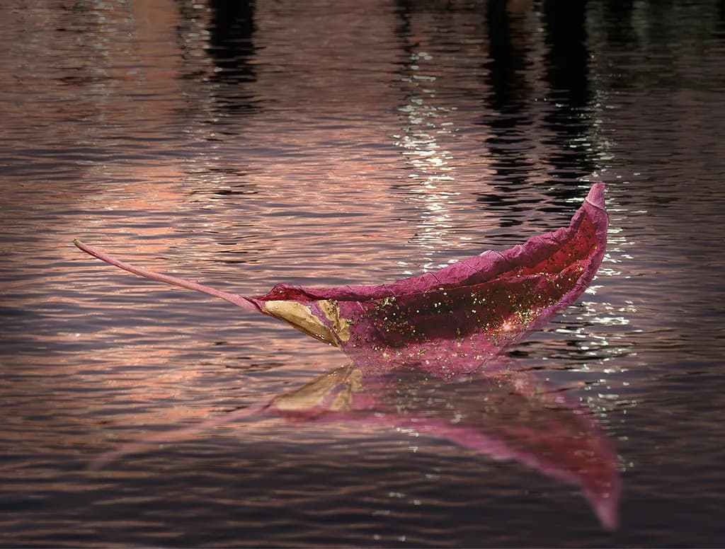 Carnival Leaf Reflection