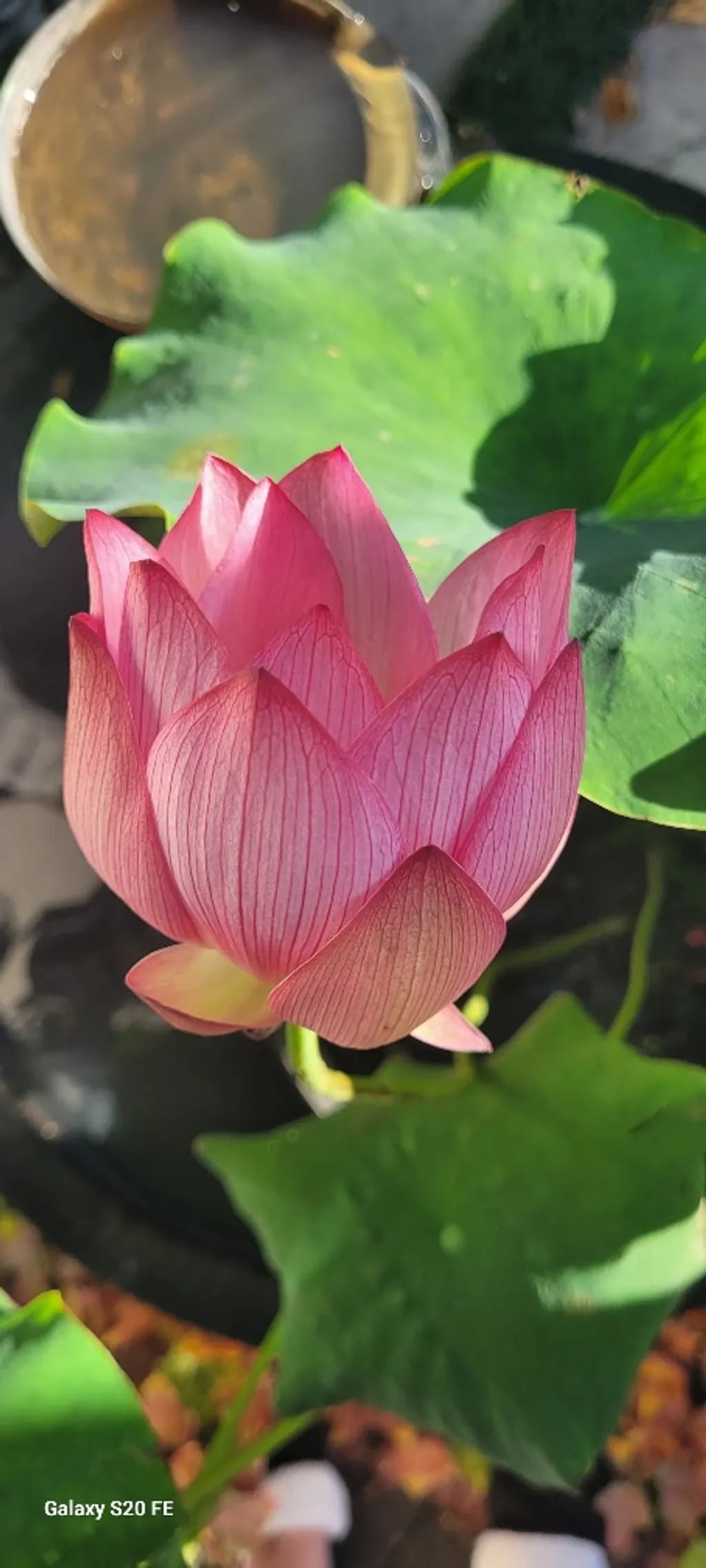 Lotus Elegance