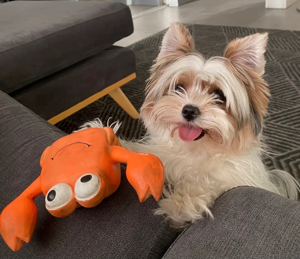 Playful Companions