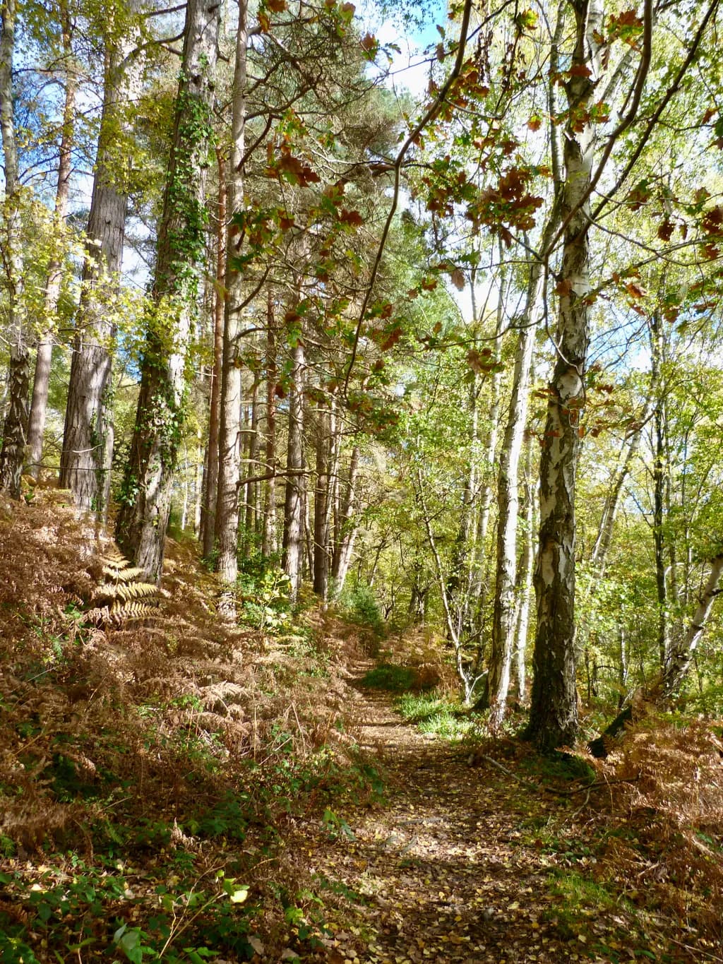 Forest Pathway
