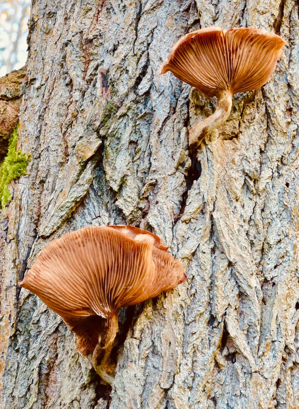 Mushroom Growth