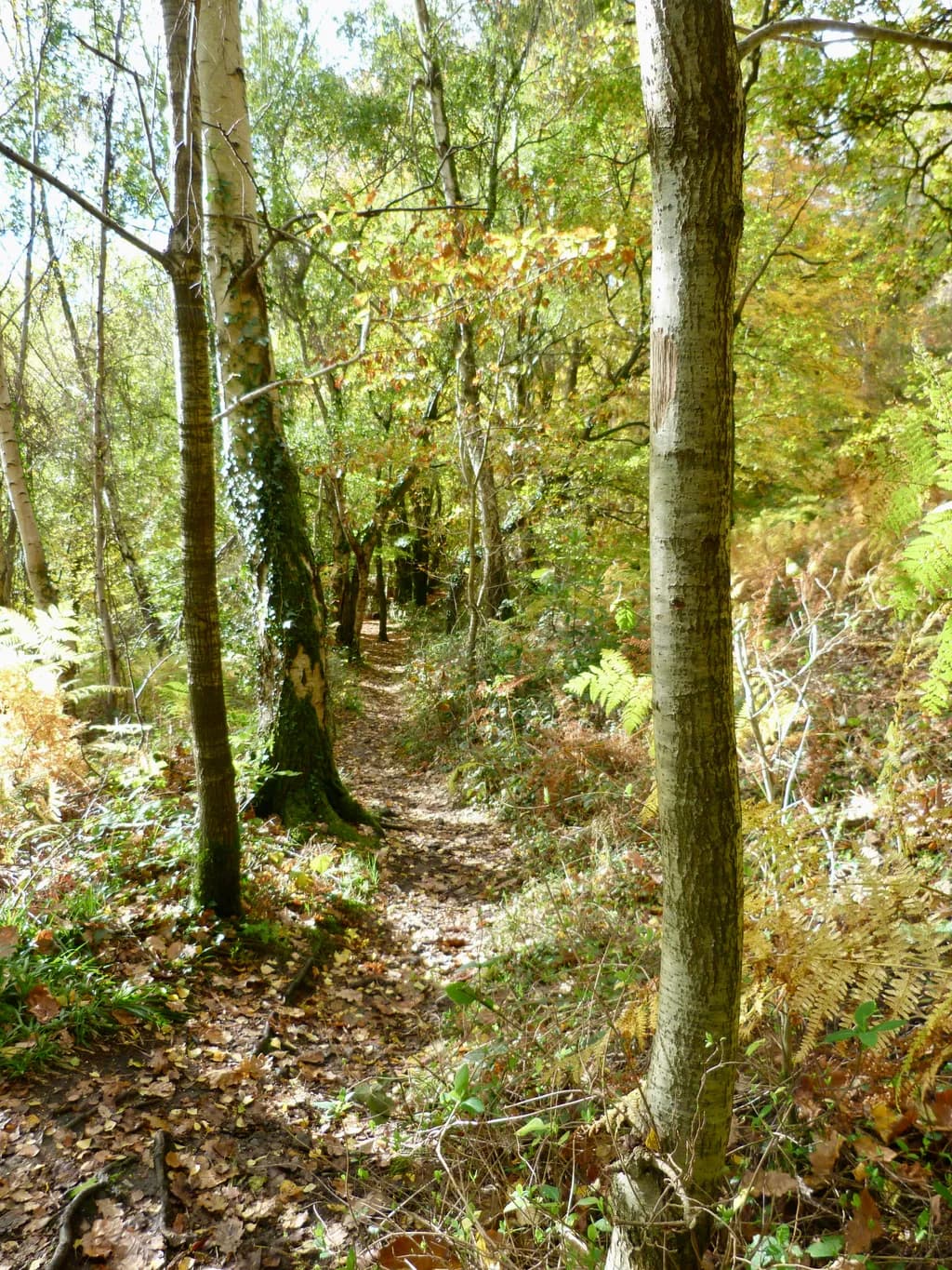 Autumn Pathway