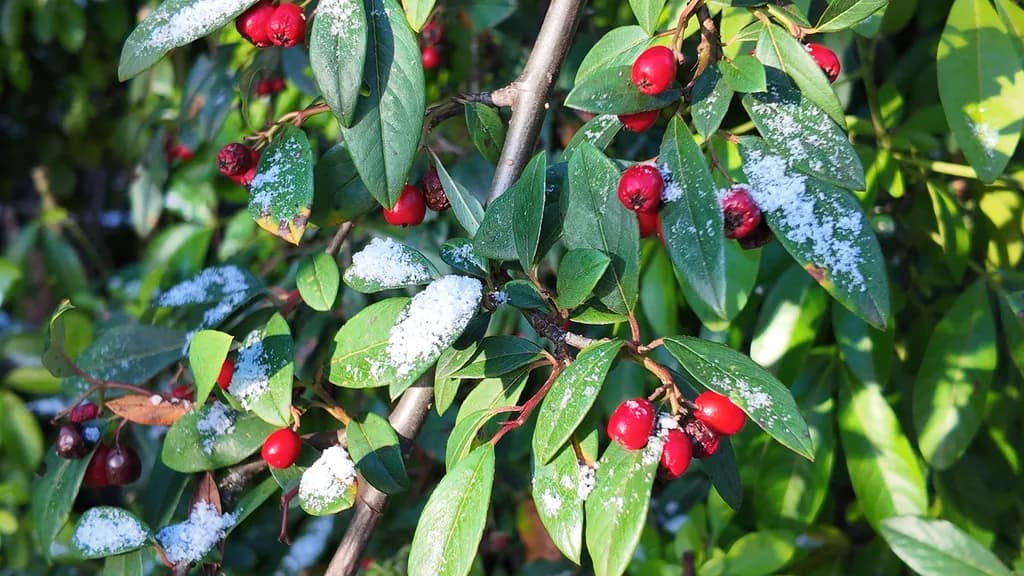 Frosted Berries