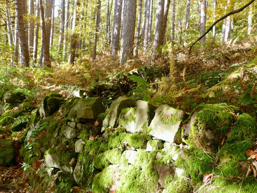 Mossy Stonescape