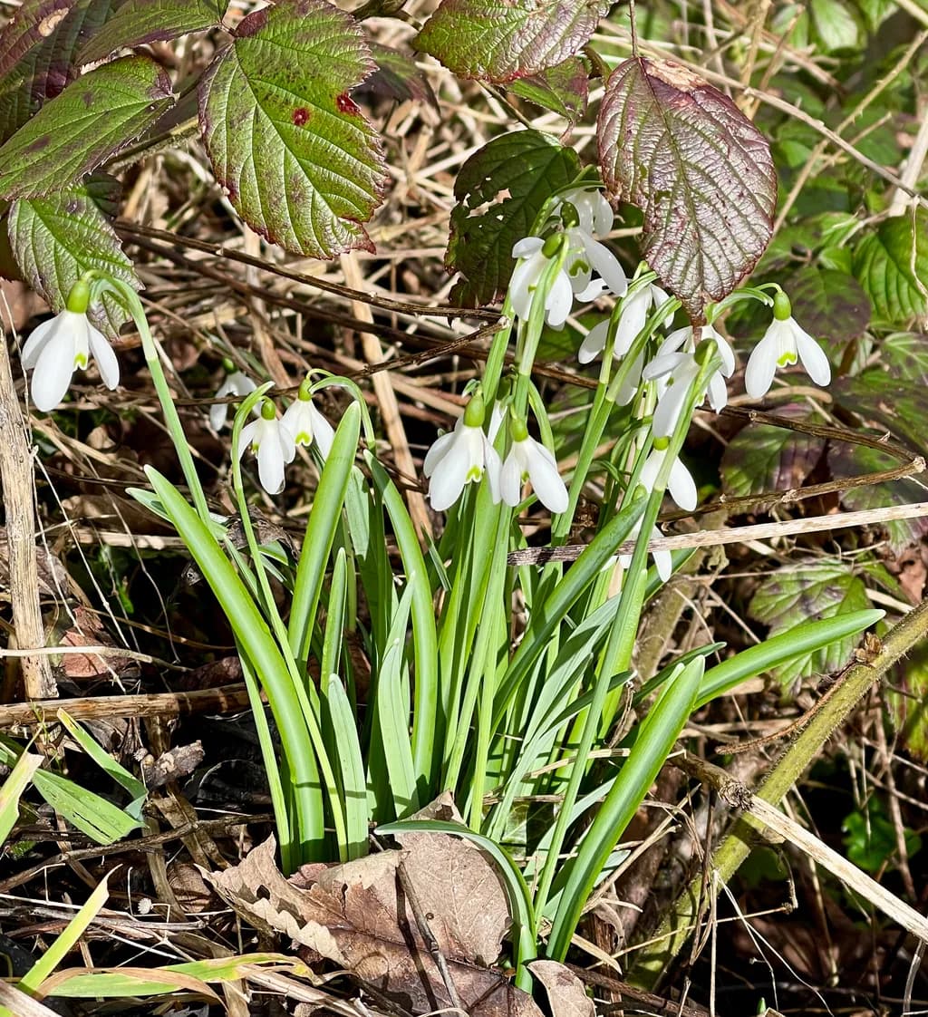 Spring Blossoms