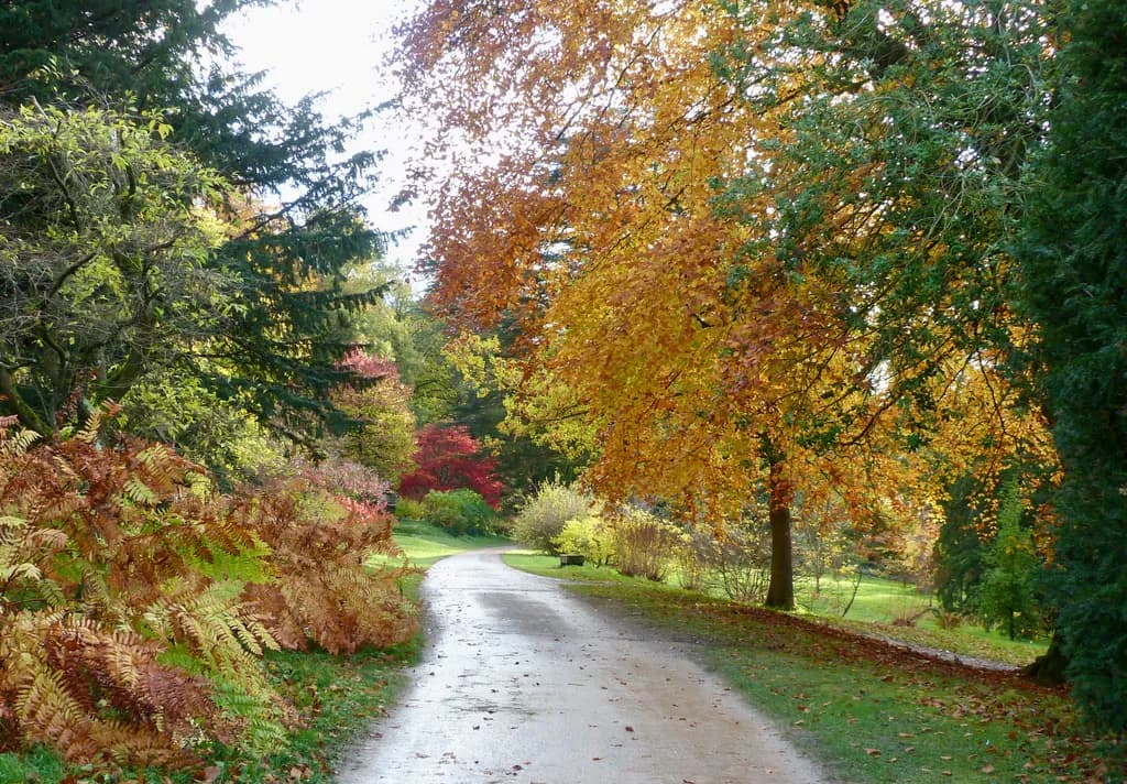 Autumn Pathway