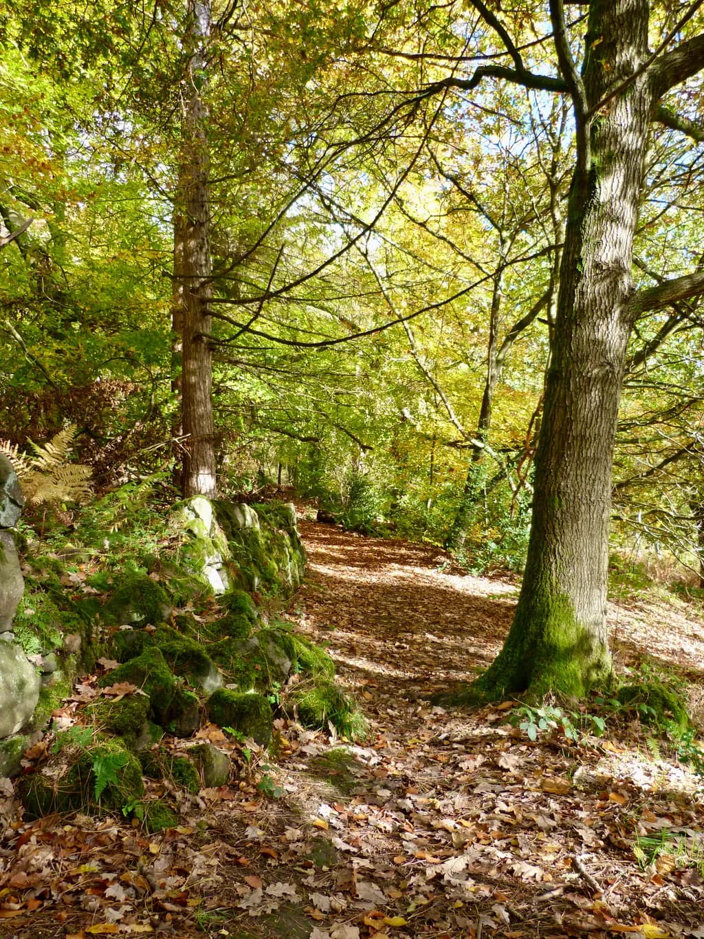 Autumn Pathway