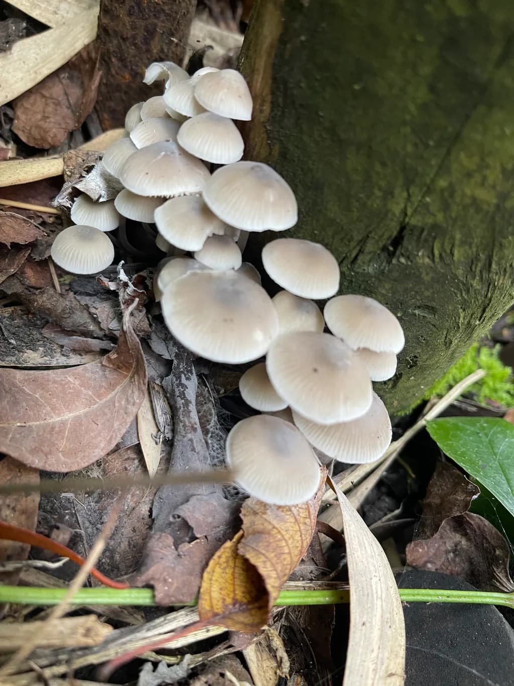 Mushroom Cluster