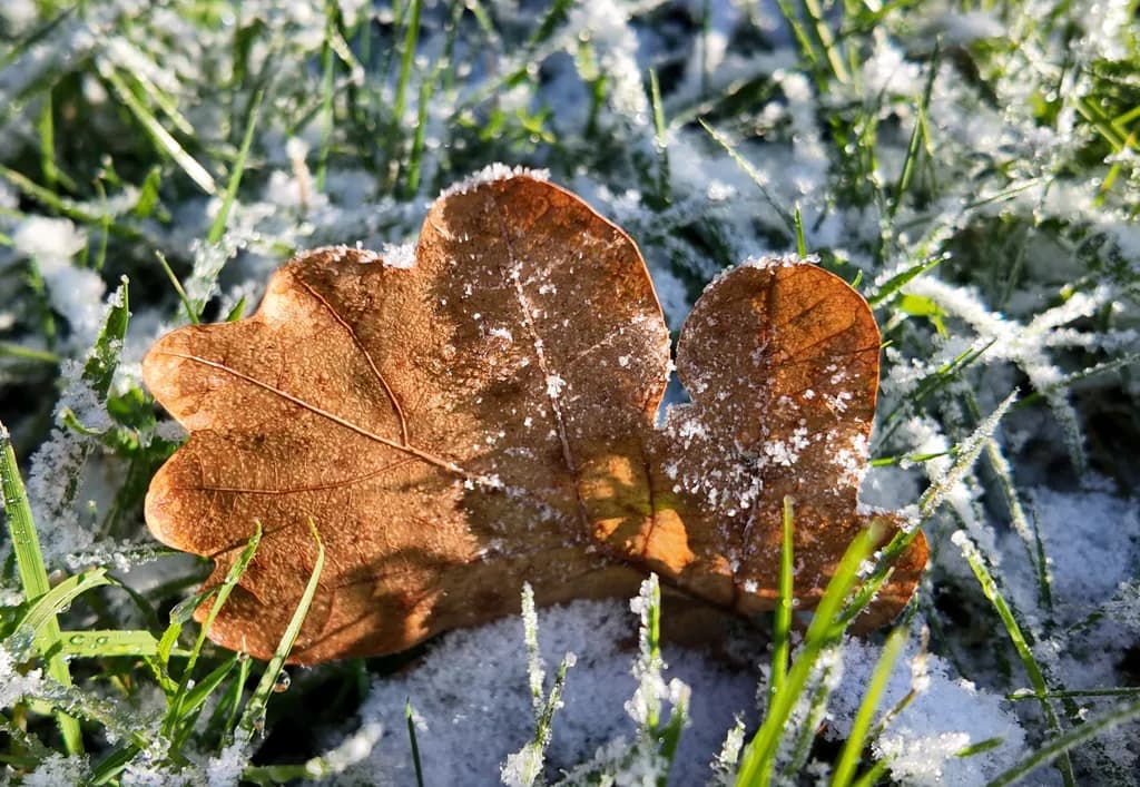 Frosted Leaf