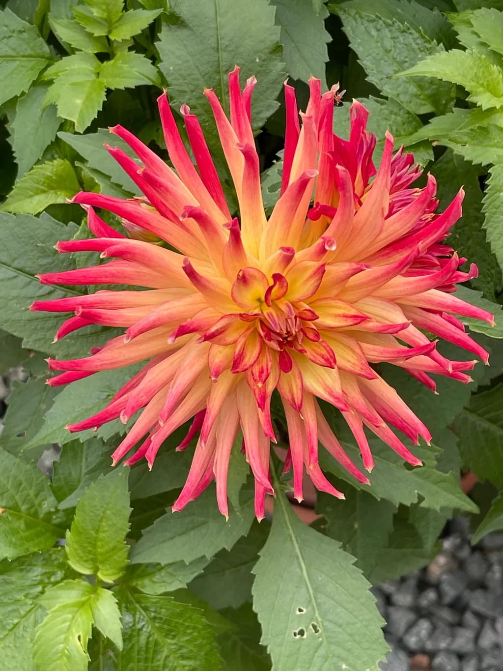 Radiant Blossom