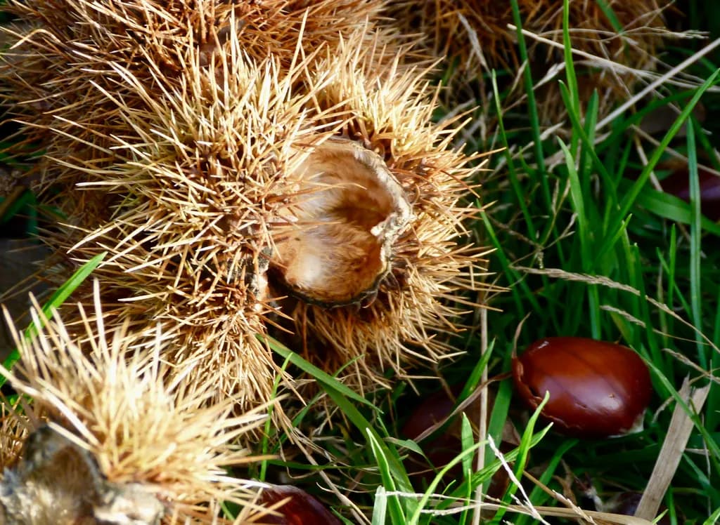 Chestnut Burr Detail
