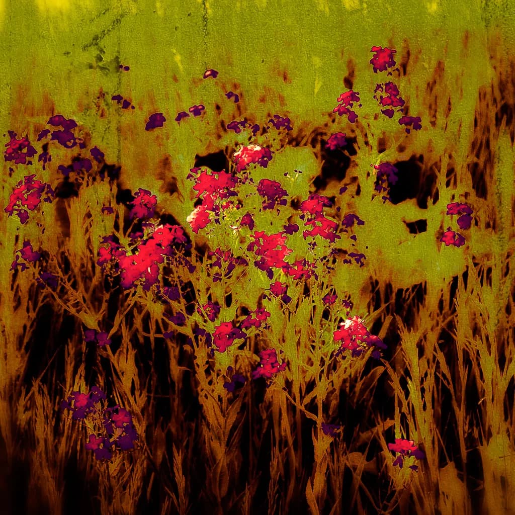 Embers in the Thicket