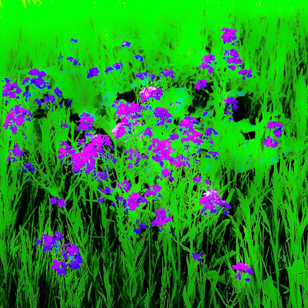 Purple Notes in Green