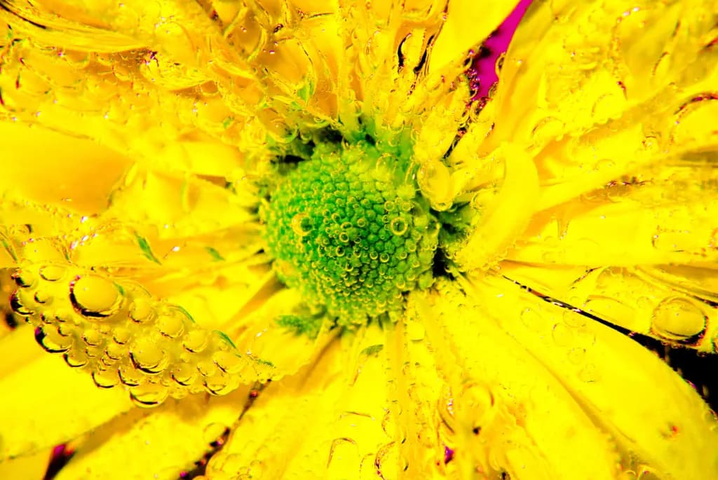 Yellow Daisy Drops