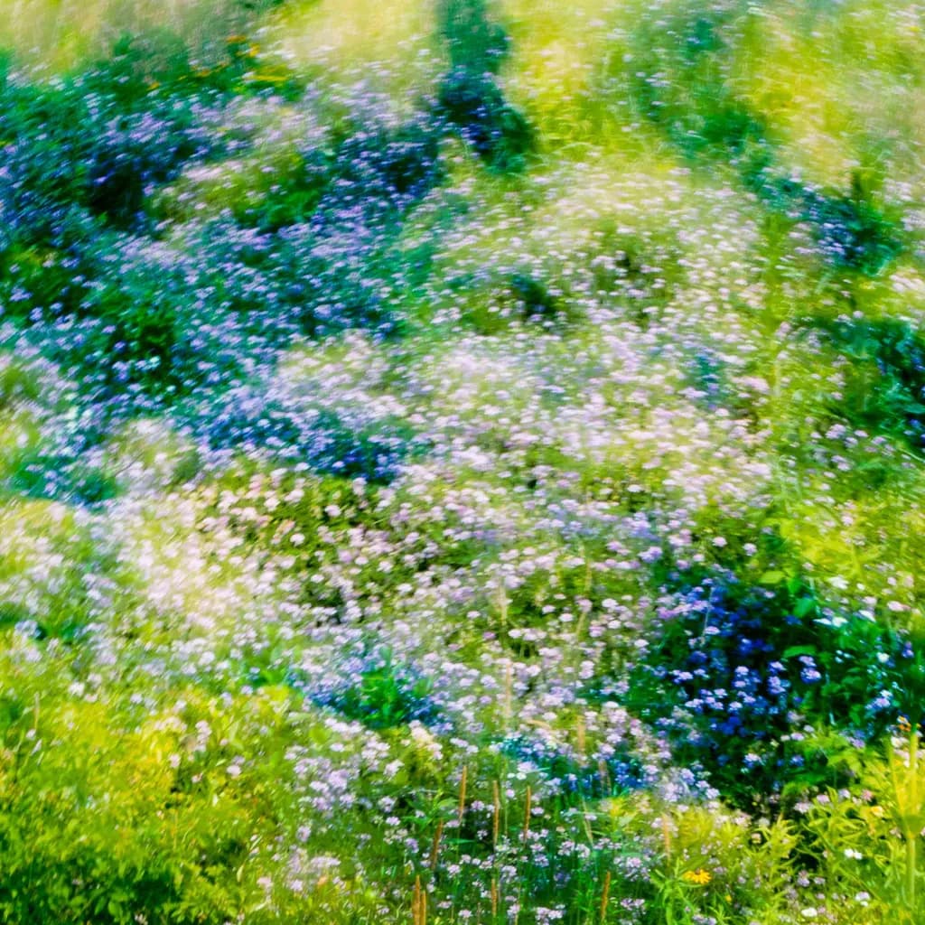Whisper of the Meadow