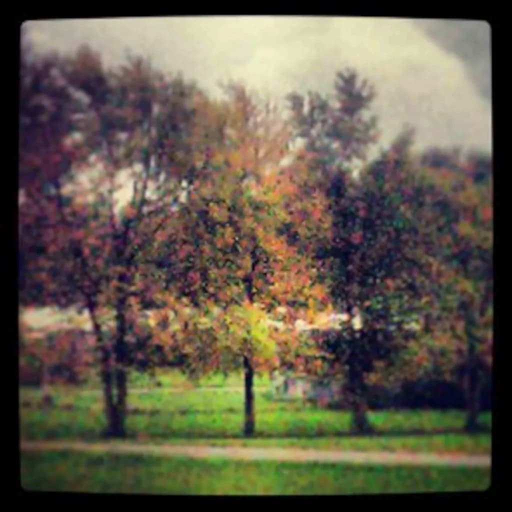 Autumn Haze