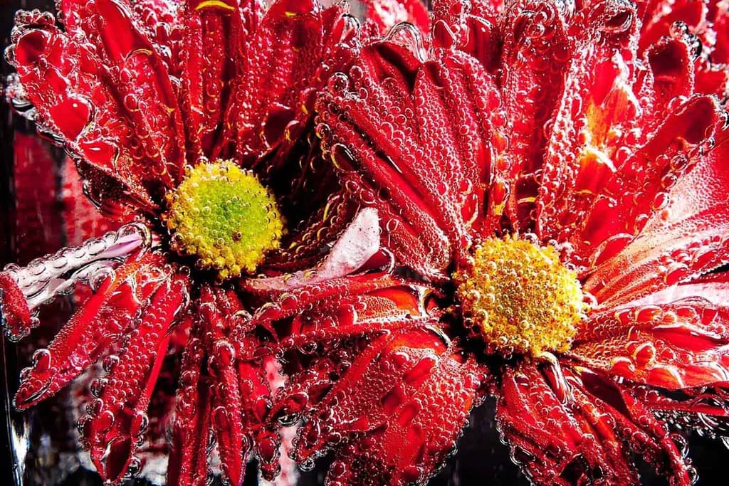 Sparkling Blooms