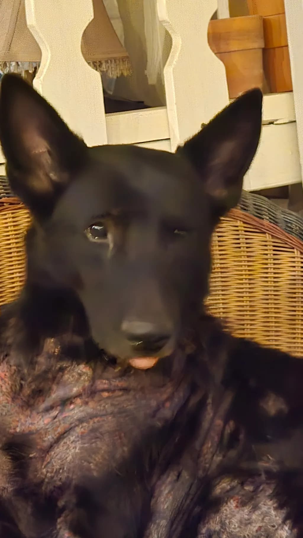 Black German Shepherd