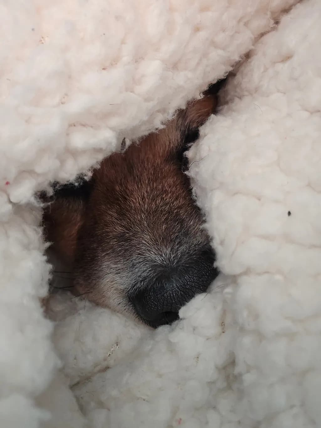 Cozy Dog Nose